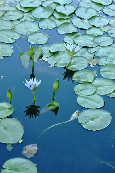 Lotus lily flower on water surface in pool — Stock Photo, Image