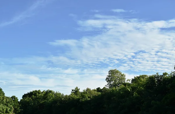 Árvore grande na floresta com fundo céu brilhante no dia de verão — Fotografia de Stock