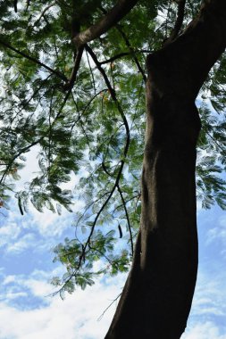  yaz gününde parlak gökyüzü arka plan ile büyük ağaç gövde