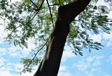  yaz gününde parlak gökyüzü arka plan ile büyük ağaç gövde