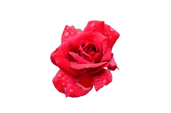 Красная Роза Цветет Каплей Воды Белом Фоне — стоковое фото