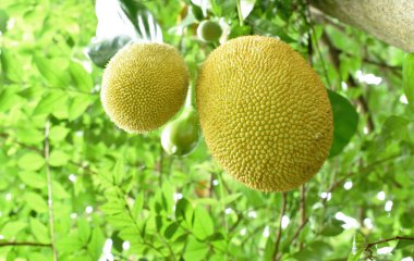  Çiftlikteki ağaçtan sarkan meyveler.