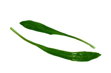 beyaz arka plan üzerinde su damla ile uzun kişniş veya maydanoz