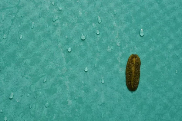 Lumaca arrampicata sulla parete bagnata bagno piastrelle verdi con goccia d'acqua — Foto Stock