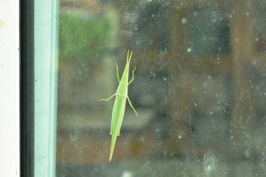  koni baş çekirge evde çim kapı üzerinde tırmanma