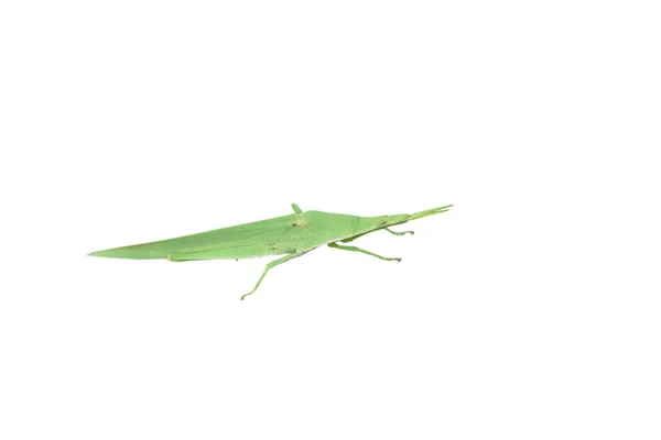 Stożek Głowa Grasshopper Wspinaczka Białym Tle — Zdjęcie stockowe