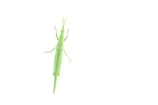 Saltamontes Cabeza Cono Escalada Sobre Fondo Blanco — Foto de Stock