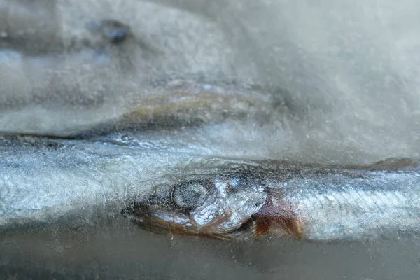 Pesce Capelin crudo o Shishamo in lingua giapponese congelato su ghiaccio — Foto Stock