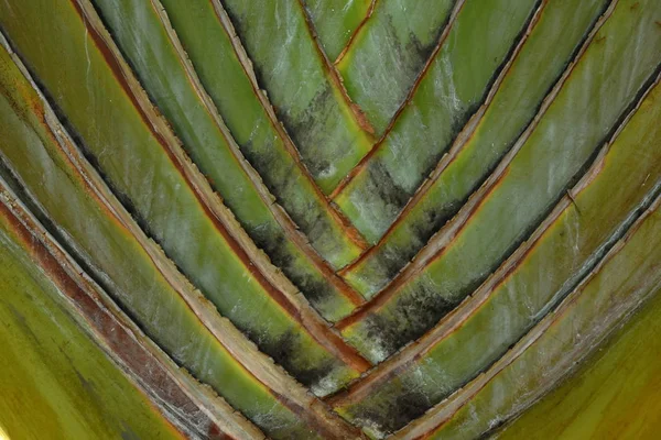 Cestovatel, růst kmene Palm Tree v zahradě — Stock fotografie