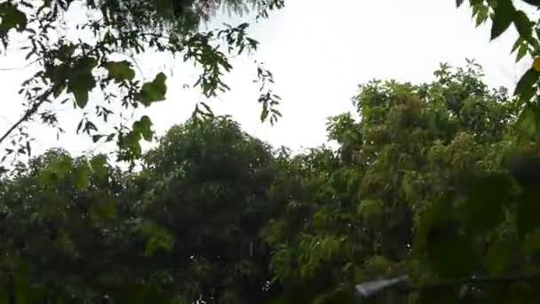 Şiddetli Yağmur Ağaçlara Yapraklara Düşüyor Rüzgâr Bahçede Esiyor — Stok video