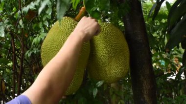 Çiftlikteki ağaçtan elde meyve kesme.