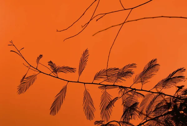 Silueta vrchol Acacia list a větev na červené obloze pozadí před deštěm pádem — Stock fotografie