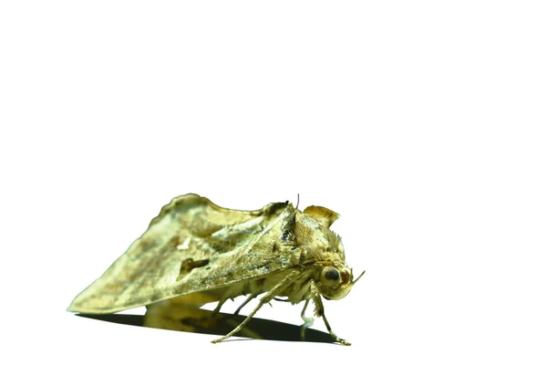 Beyaz Arka Planda Gece Kelebeği Güve — Stok fotoğraf