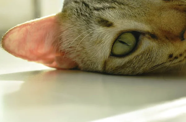 Primer plano de ojo de gato gris que pone en el suelo de baldosas — Foto de Stock