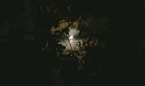 half moon spreading light behind tree branch in night