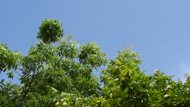 夏の日に風から吹く大きな木の葉に鳥や蝶が舞う — ストック動画