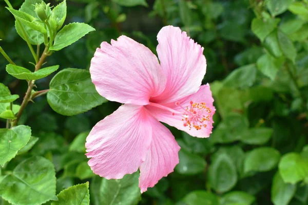 Гибискус Розовый Цветок Китайская Роза Цветет Ветке Саду Темный День — стоковое фото