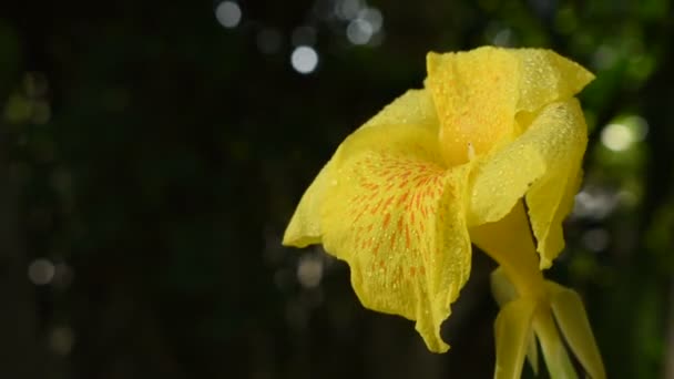 Canna Lírio Flor Tropical Com Gota Água Jardim — Vídeo de Stock