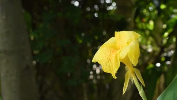 Canna Κρίνο Τροπικό Λουλούδι Σταγόνα Νερού Στον Κήπο — Αρχείο Βίντεο