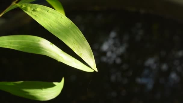 黒い背景の庭の葉に太陽光が拡散し水が噴き出す — ストック動画