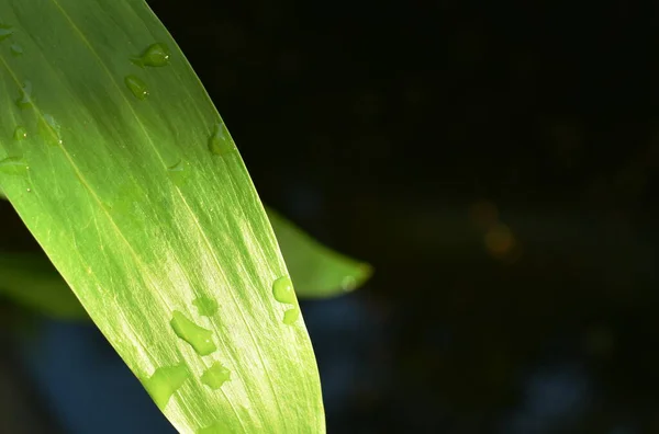 Σταγόνα Νερού Και Ηλιαχτίδα Εξαπλώνεται Φύλλα Μετά Την Πτώση Στον — Φωτογραφία Αρχείου