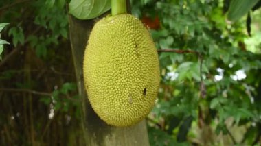 Çiftlikteki ağaçtan sarkan meyveler.