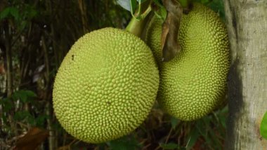 Çiftlikteki ağaçtan sarkan meyveler.