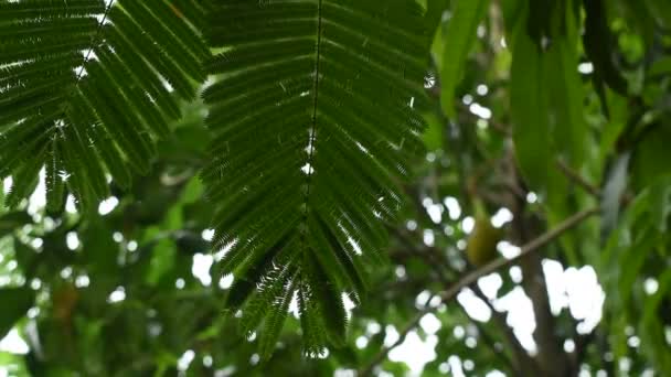 Acacia Blad Opknoping Van Tak Vloeien Uit Wind Blazen Tuin — Stockvideo