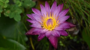 Mor nilüfer çiçeği bahçede yağmurdan sonra bir damla suyla çiçek açıyor.