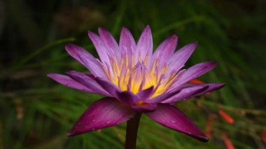 Mor nilüfer çiçeği bahçede yağmurdan sonra bir damla suyla çiçek açıyor.