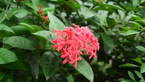 Red Ixora Tropical Flower Blooming Garden — Stock Video