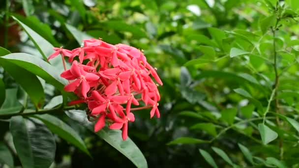 Κόκκινο Ίξορα Τροπικό Λουλούδι Ανθίζει Στον Κήπο — Αρχείο Βίντεο
