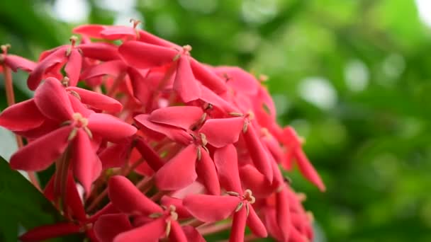 Červená Ixora Tropické Květiny Kvetoucí Zahradě — Stock video