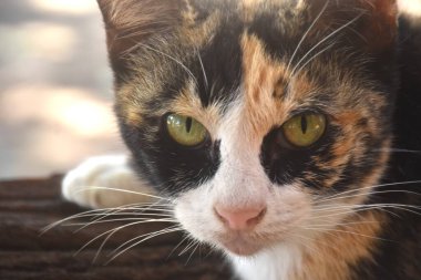 Bahçedeki renkli kedi yüzlü portreyi kapat.