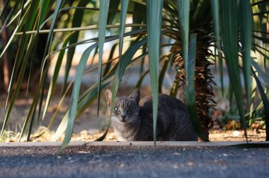 Gri sokak kedisi çalılardan dışarı bakıyor.