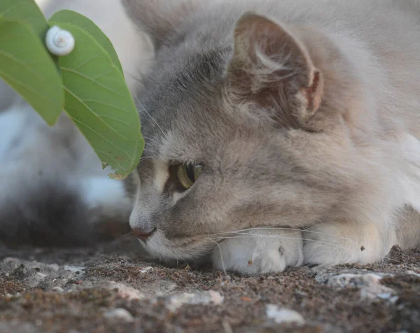 Cute street cat with a snail on the leaf. — Stock Image Cute Street Cat Snail Leaf Stock Image