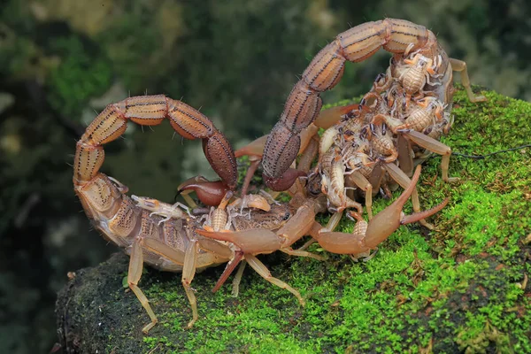 Dos Madres Escorpión Hottentotta Hottentotta Que Llevan Sus Bebés Están —  Fotos de Stock