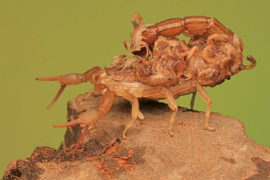 Bir akrep anne (Hottentotta hottentotta) yavrularını yırtıcı saldırılardan korumak için tutar..