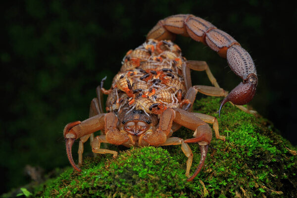 A scorpion mother (Hottentotta hottentotta) is holding its babies to protect them from predator attacks.