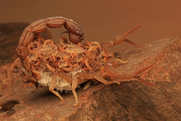 一只蝎子妈妈 Hottentotta Hottentotta 正在抱着它的孩子 以保护它们免受捕食者的攻击 — 图库照片