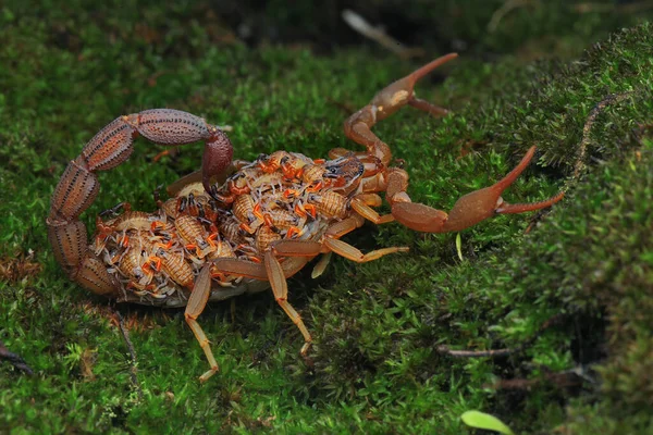 Une Mère Scorpion Hottentotta Hottentotta Tient Ses Bébés Pour Les — Photo