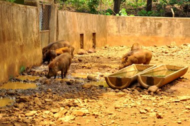 Hayvanat bahçesindeki orman domuzları 