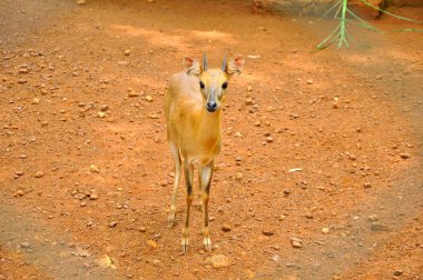 Hayvanat bahçesindeki bebek geyik 