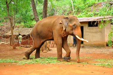 Zincirle bağlı ağlayan bir fil Özgür olmak istiyor