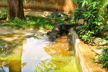 Hayvanat bahçesindeki timsah 