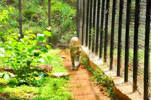 Leopardo Gabbia Uno Zoo Santuario — Foto Stock