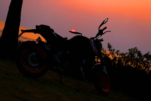 Perfect Companion Enjoying Sunset — Stock Photo, Image