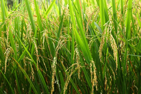 Рис Цельное Зерно — стоковое фото