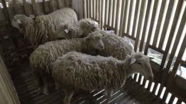 Çiftlikte beyaz keçi ve koyun