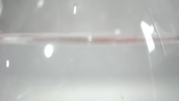 Pomegranate Seeds Glass Water — Stock Video